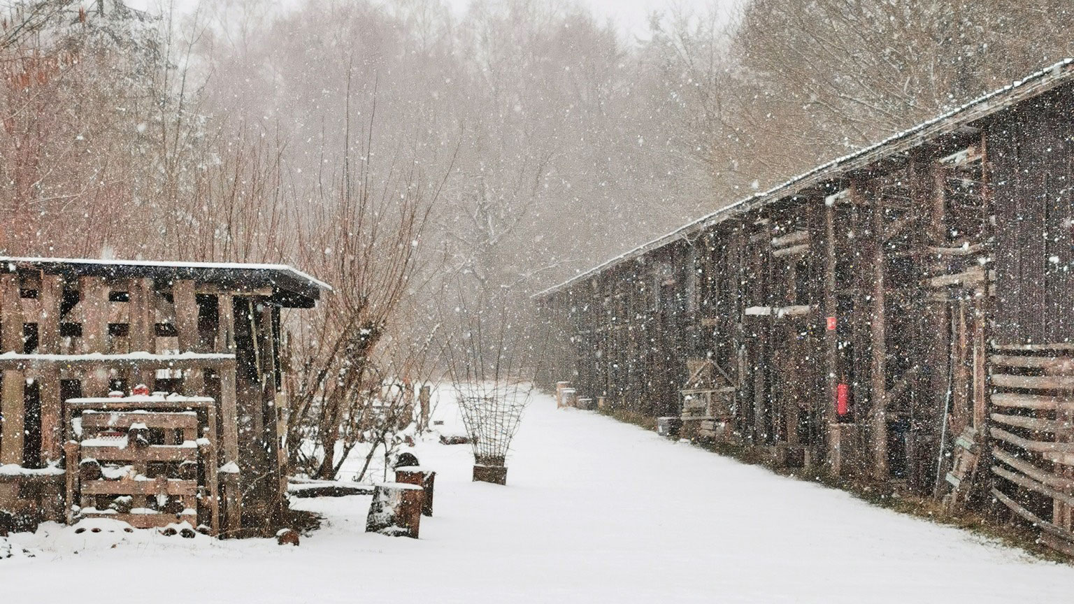 julesjov i skov for hele familien paa svenstrup naturskole kultur koege