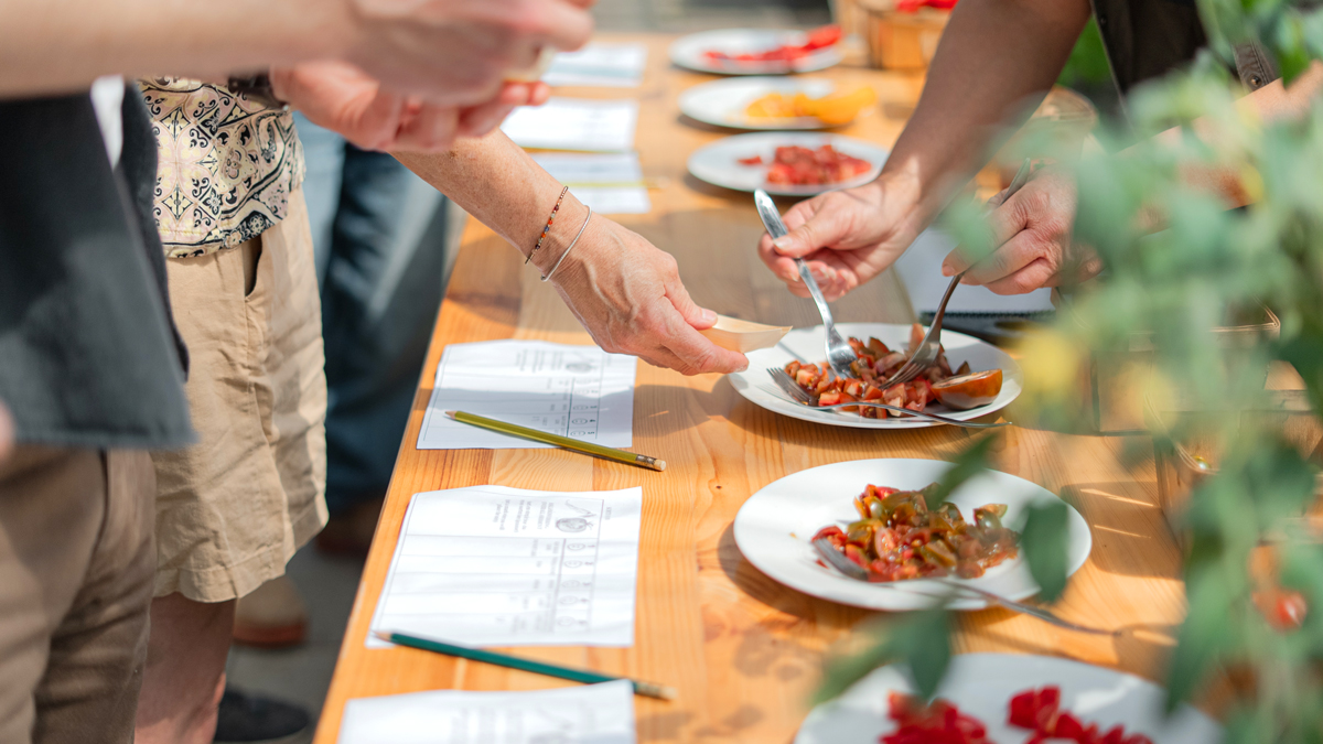 tomatsmagning i august paa gartneri toftegaard kultur koege